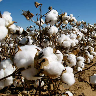 Cotton