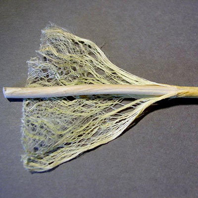 Hemp