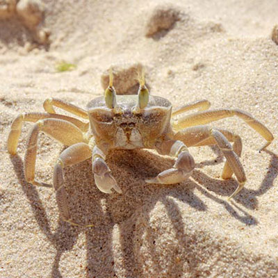 Crab