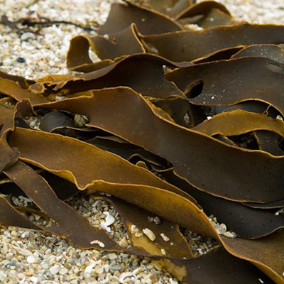 Kelp