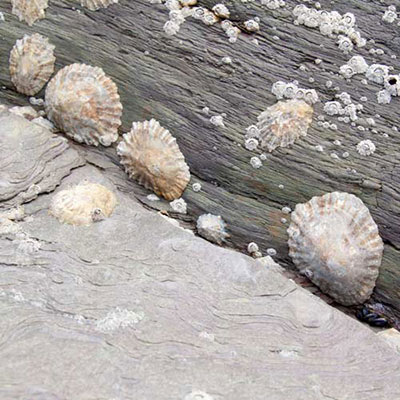 Limpets