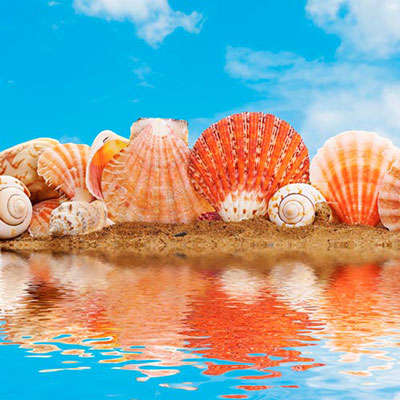 Seashells