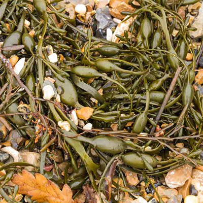 Seaweed