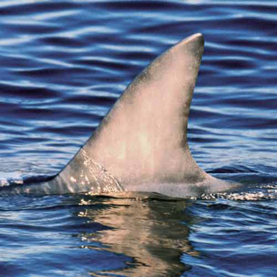 Shark