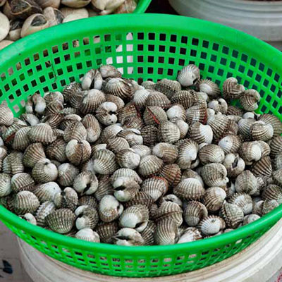  Shellfish 