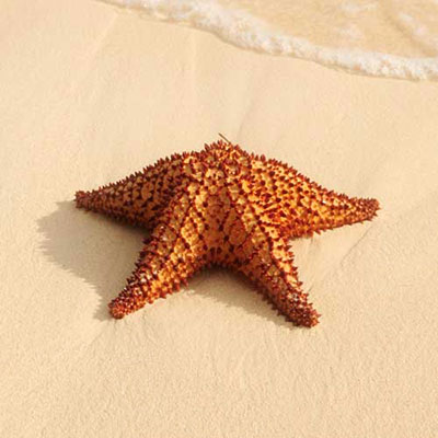 Starfish