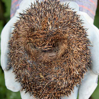 Hedgehog