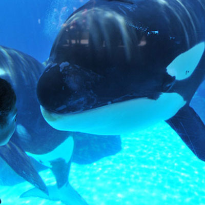 Shamu