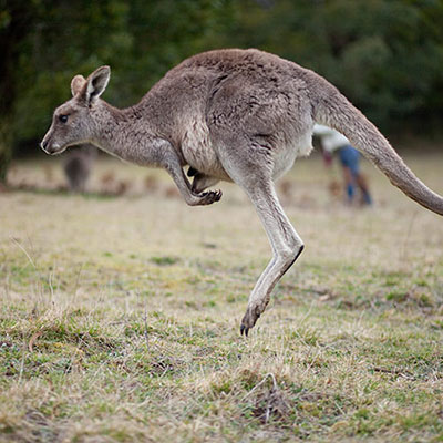  Skippy 