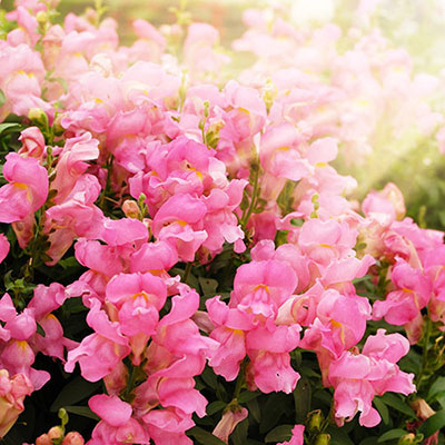 Snapdragons