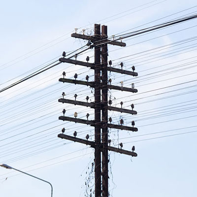 Telegraph Pole