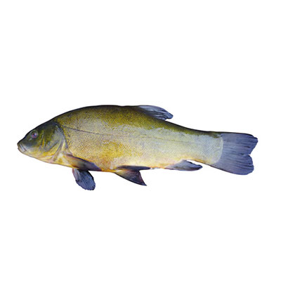 Tench 