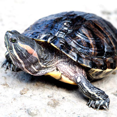 Terrapin