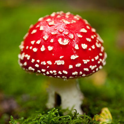 Toadstool