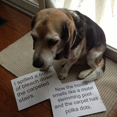Dog Shaming