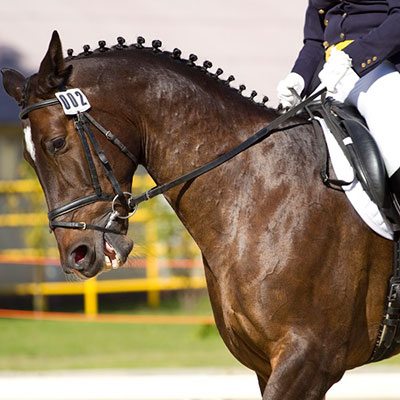 Dressage