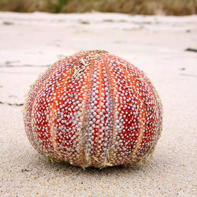 Urchin