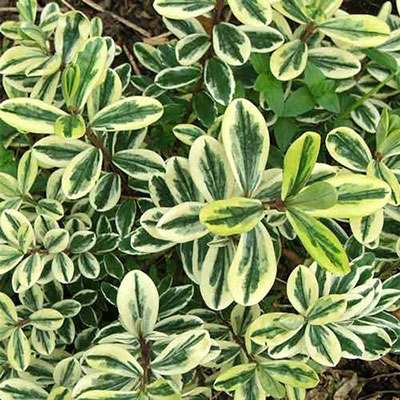 Variegated