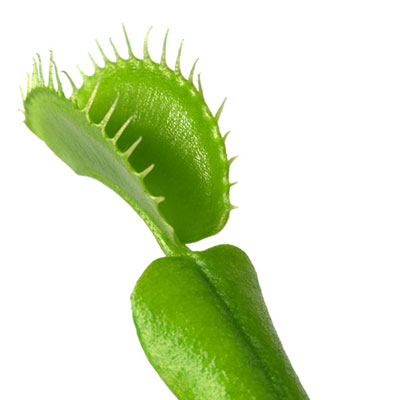  Venus Flytrap 