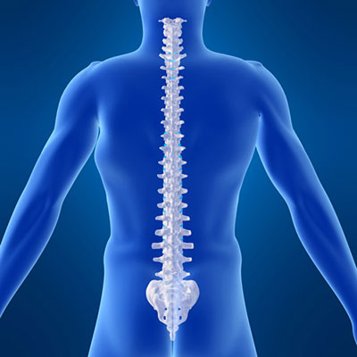 Vertebrae