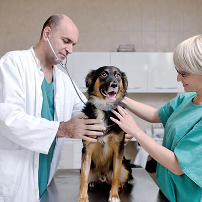 Vet