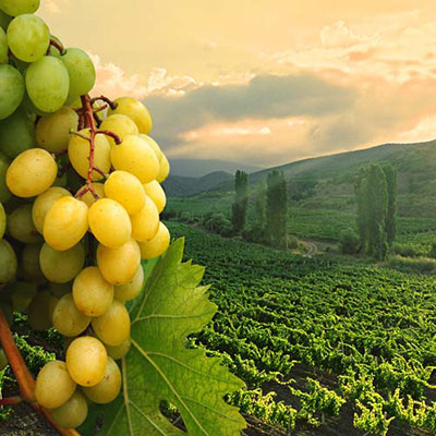 Vineyard
