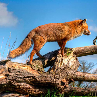 Vixen