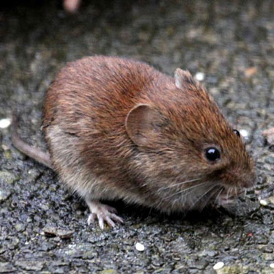 Vole