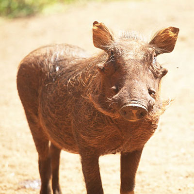 Warthog