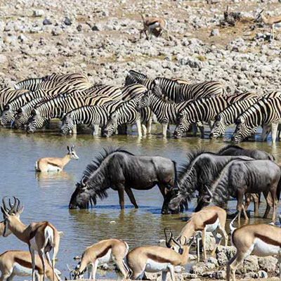 Watering Hole