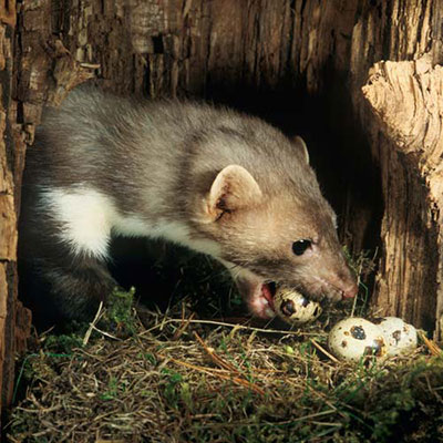 Weasel