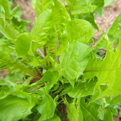  Weeds 