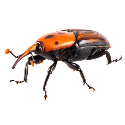 Weevil