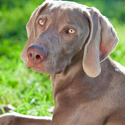  Weimaraner 