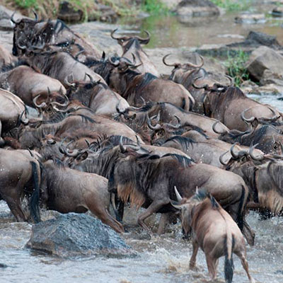 Wildebeest