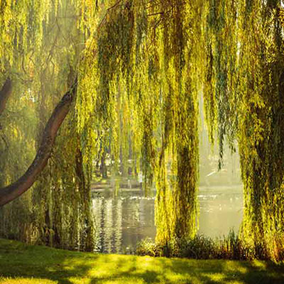 Willow