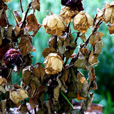  Wilted 