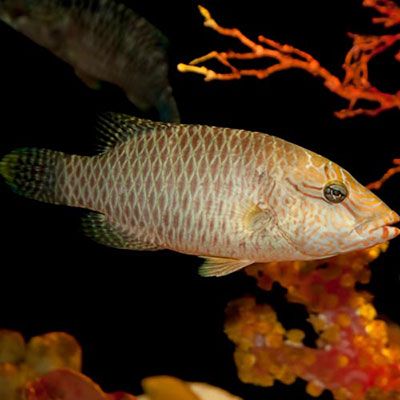 Wrasse