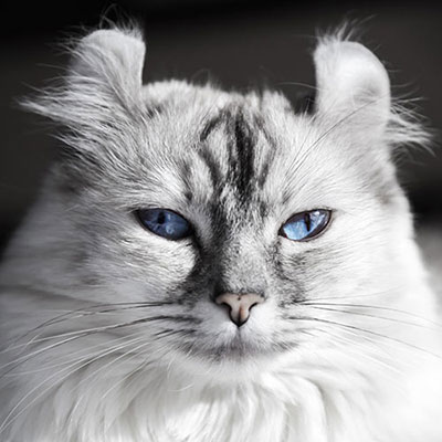 American Curl
