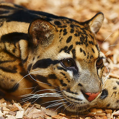  Amur Leopard 