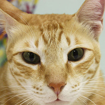 Arabian Mau 