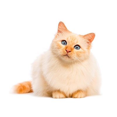  Birman 