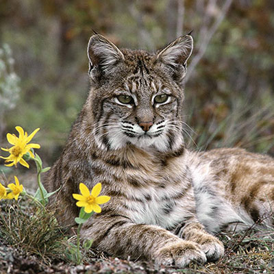 Bobcat