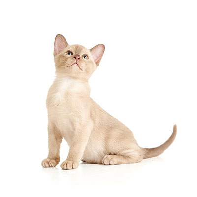  Burmese 