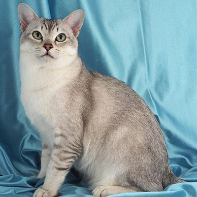 Burmilla