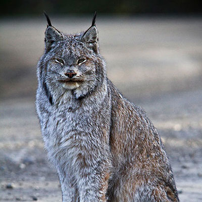 Canada Lynx