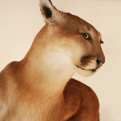 Cougar
