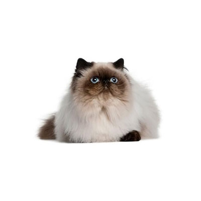 Himalayan