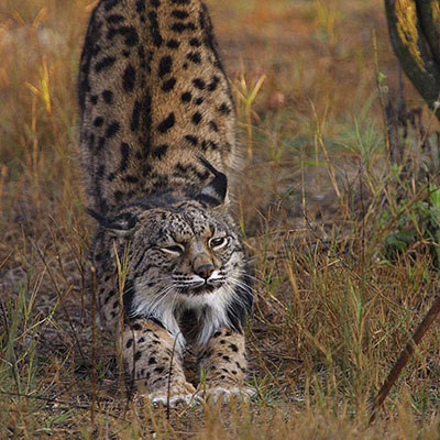 Iberian Lynx
