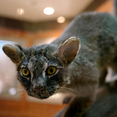 Iriomote